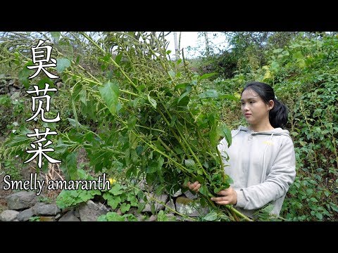 中国三臭之一,臭苋菜,你吃过吗?